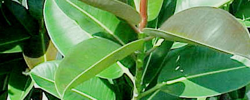 橡皮树什么时候剪枝