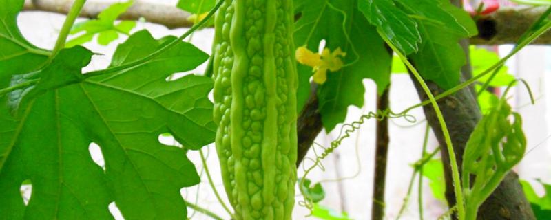 苦瓜无土栽培技术什么时候种植好