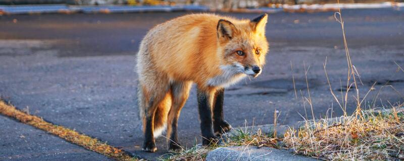 狐狸怕什么气味