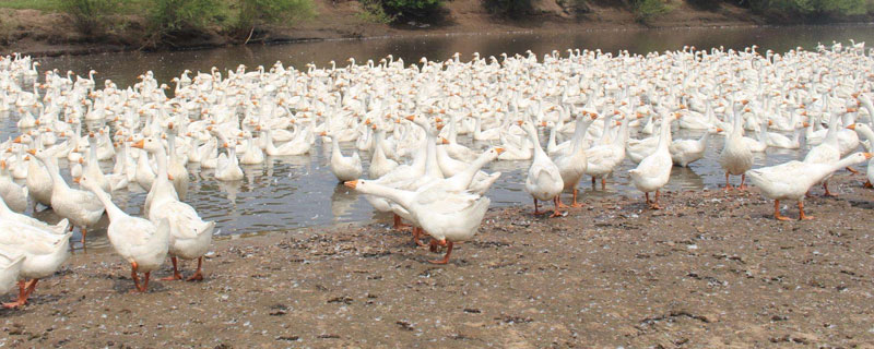 合同鹅养殖安不安全