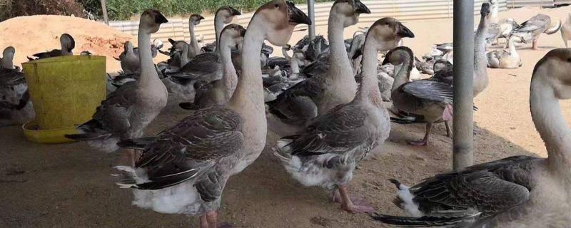 狮头鹅吃什么食物喜欢吃什么草