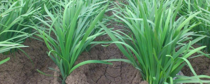 韭菜如何种植如何移栽