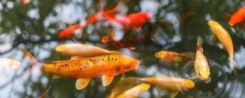 鱼缸养锦鲤能长多大