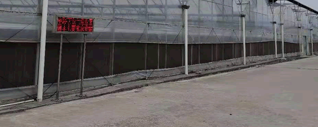 大棚韭菜的种植与管理