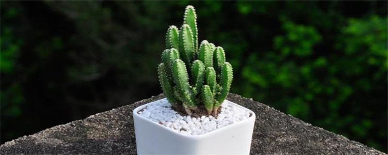 万重山能长多大