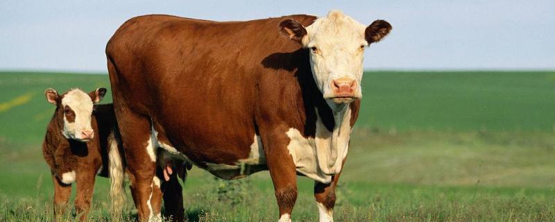 海福特牛繁殖特点和西门塔尔有什么区别