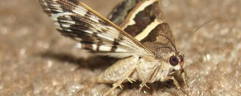 飞蛾怎么驱赶