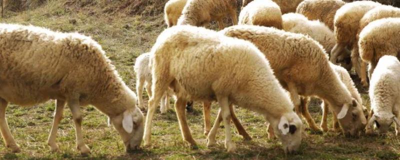 反刍动物有哪些最少十五个反刍动物有几个胃