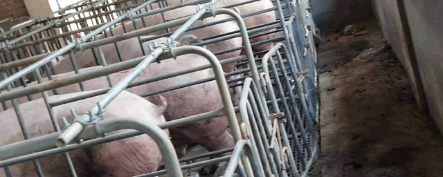 养猪和养羊哪个利润高