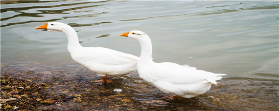 鹅肚子下面有个鼓包是怎么了