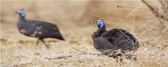 珍珠鸡会飞走吗