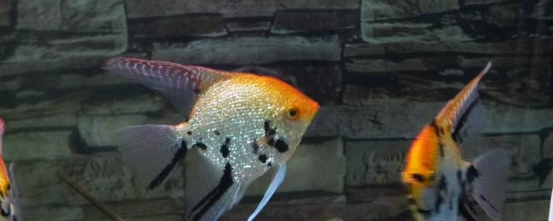 燕鱼甩籽后几天小燕鱼起飞好养吗？要注意哪些方面