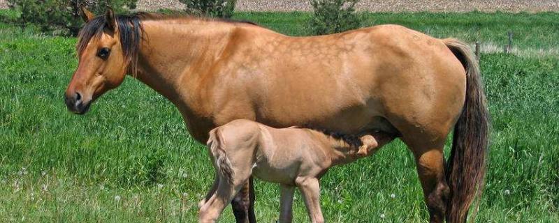 母马生小马前的表现怎样才能提高顺产率