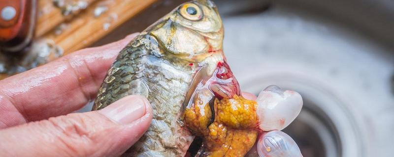 鱼内脏怎么处理成鸡饲料怎么做成花肥