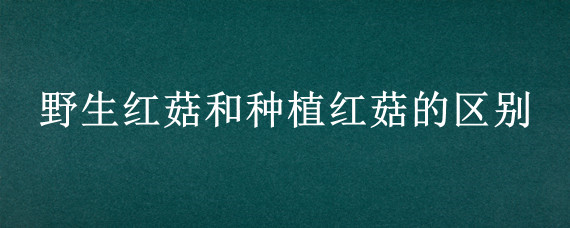 野生红菇和种植红菇的区别