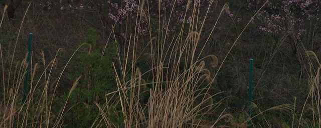 响尾蛇的尾巴有什么作用