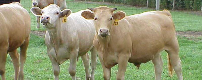 牛容易生病吗好养吗牛羊五联防治什么病