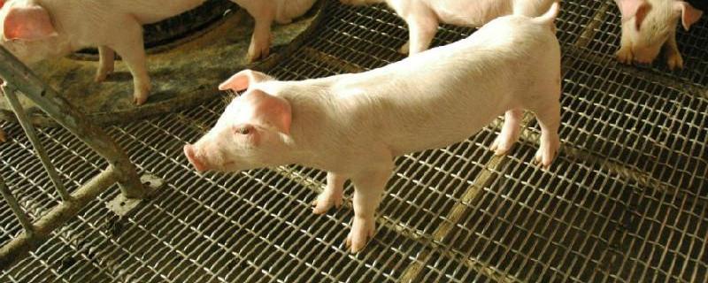 黄安间甲氧嘧啶钠和青霉素合在一起对猪起什么作用和安乃近能一起用吗