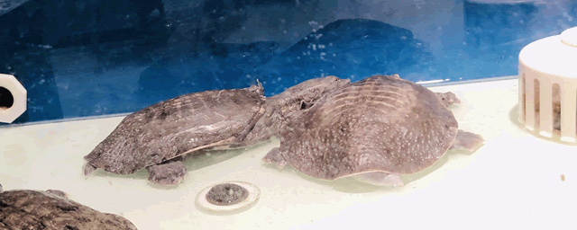 猪鼻龟寿命多长时间