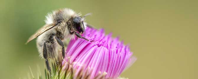 蜂毒牙膏到底好不好？