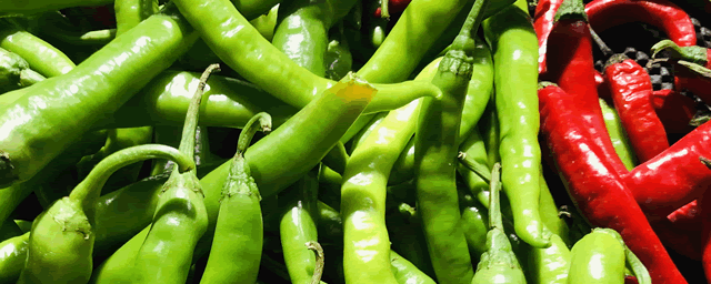 春辣椒科学育苗三要点