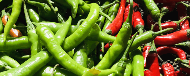 秋延辣椒病毒病的防治措施