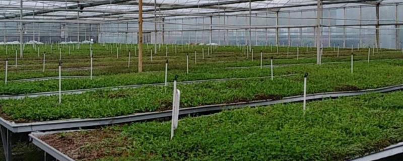 育种方法有几种育种是什么意思