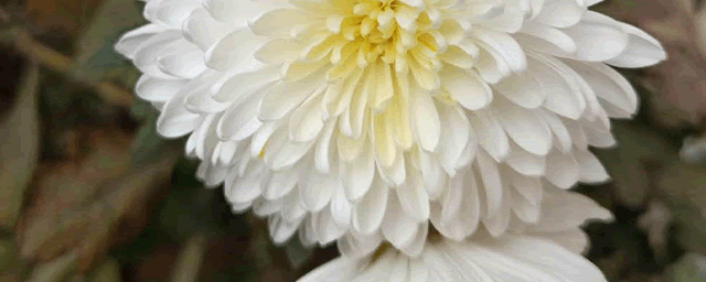 菊花在什么季节开放