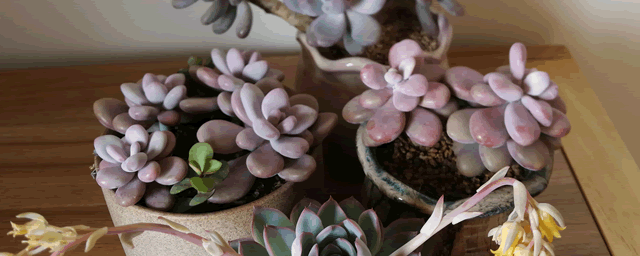 多肉虫害如何防治