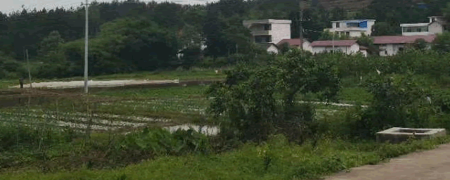 铜钱草种子如何种植