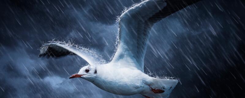 怎么把小鸟驱赶走