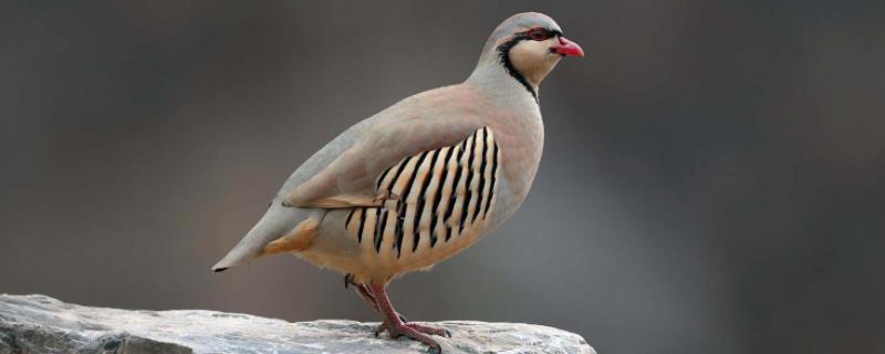 芦丁鸡吃什么为什么容易死