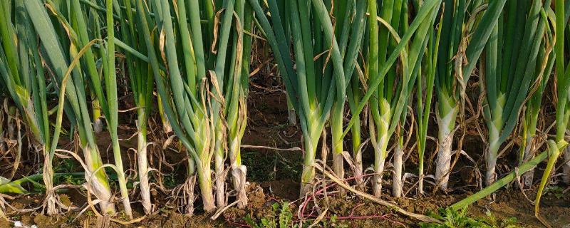 大葱怎么种附栽培时间