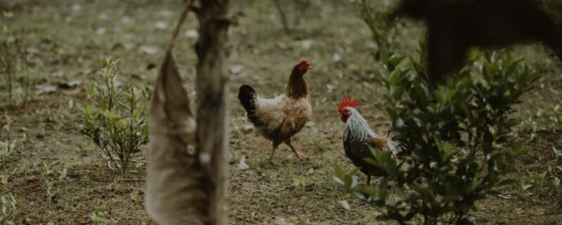 鸡生软壳蛋土法治疗