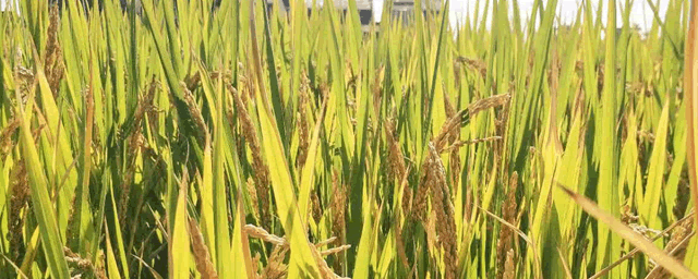 南方水稻黑条矮缩病的防治措施