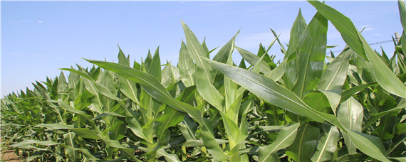 登海682玉米种的特性和产量