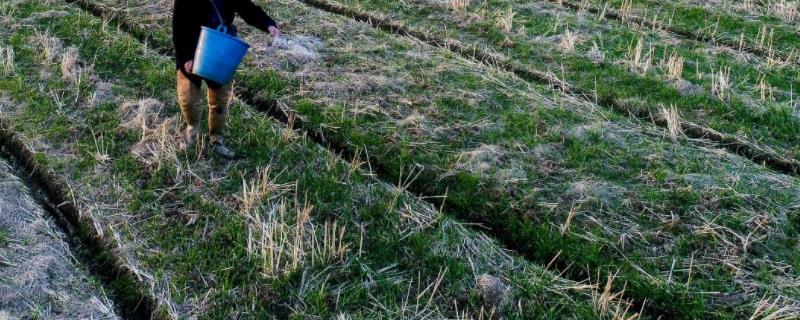 聚谷氨酸对根系的作用对植物有什么作用