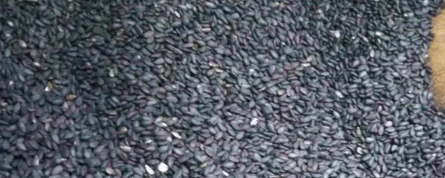 黑芝麻的功效与作用是什么