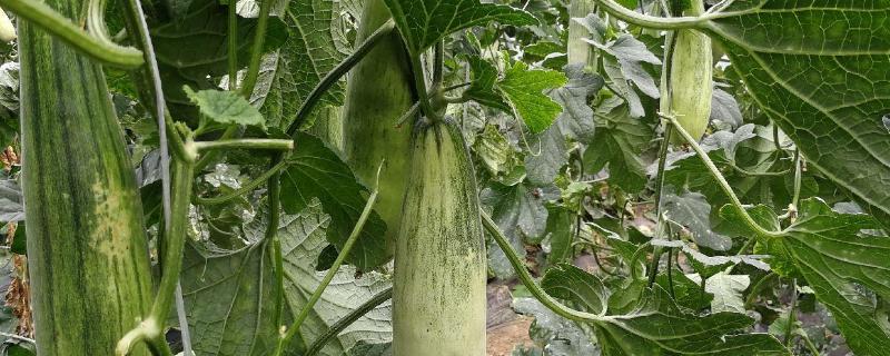 羊角蜜甜瓜适合在什么地区种植附种植方法