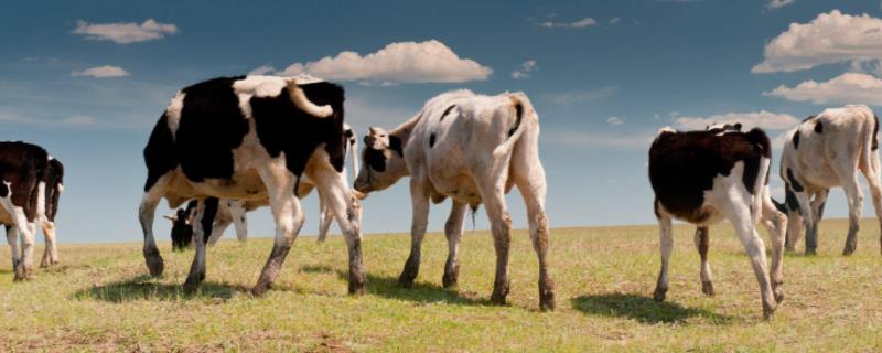 为什么牛的眼睛总是湿润的为什么看人比较大