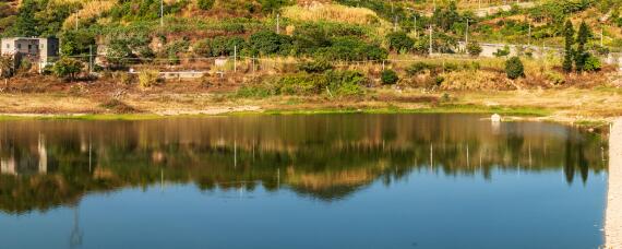 水池长青苔用什么方法控制最有效