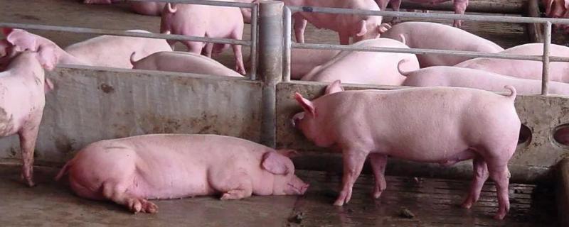 母猪发烧打什么针去除母猪体内毒素的药