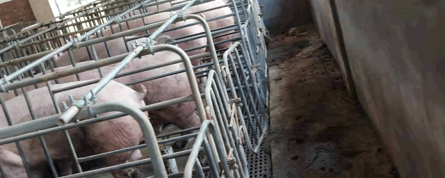 秋季怎样提高公猪精液品质