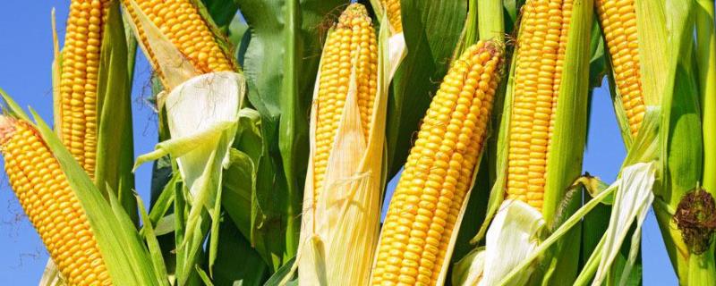 德单1104玉米品种介绍