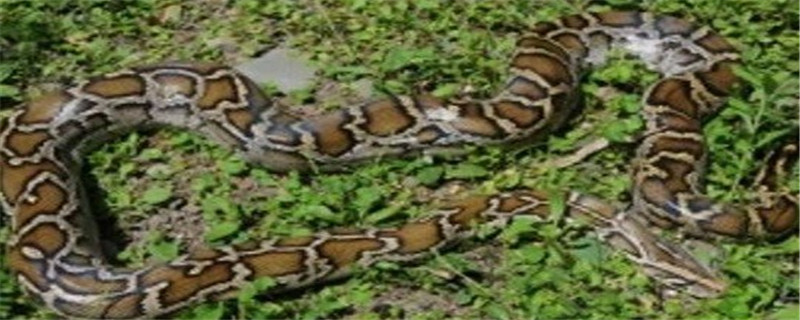 球蟒能长多大