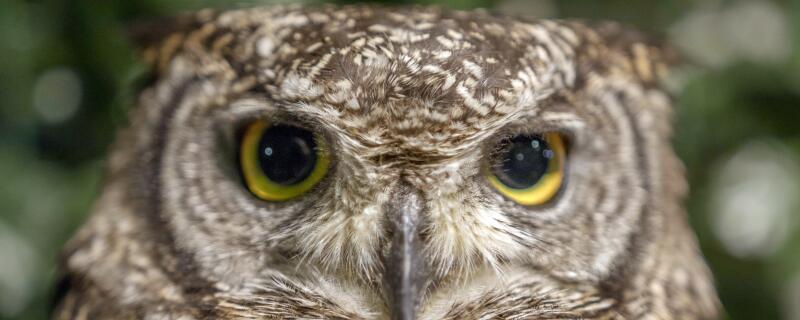 猫头鹰进宅怎么驱赶