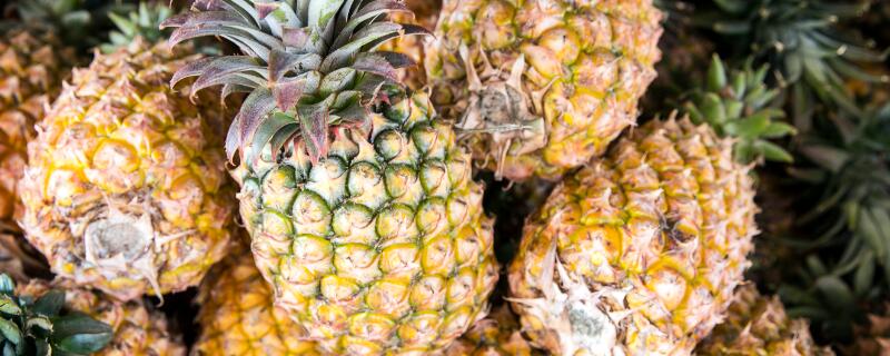 菠萝是种子还是果实