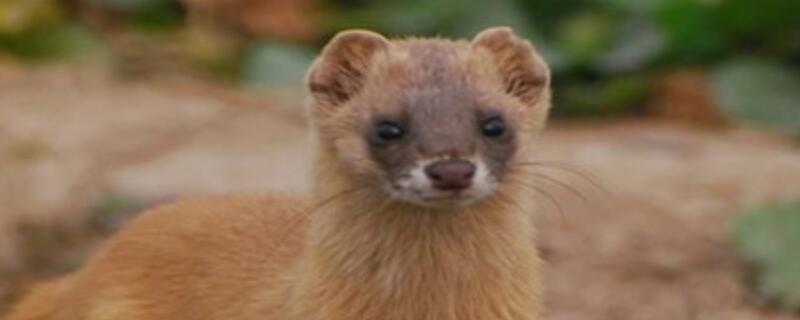 怎么驱赶黄鼠狼