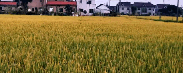 水稻出穗打药可以吗