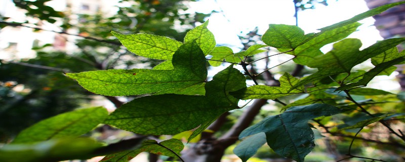 三角枫有病害怎么治